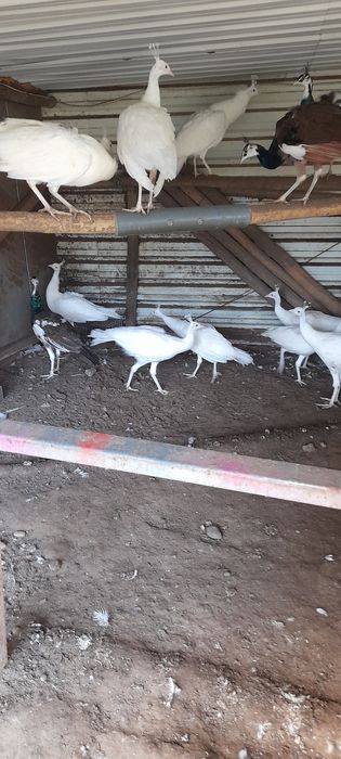 Vendo Pavões de Várias Mutações