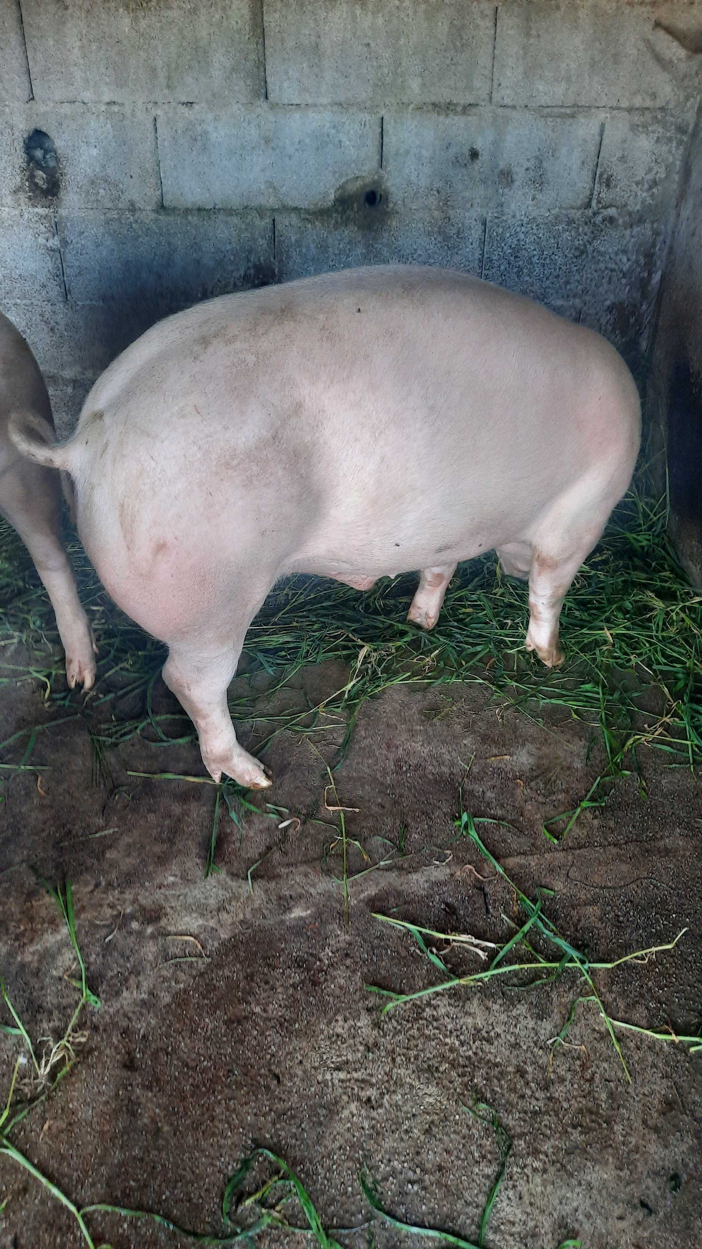 Vendo  porco caseiro