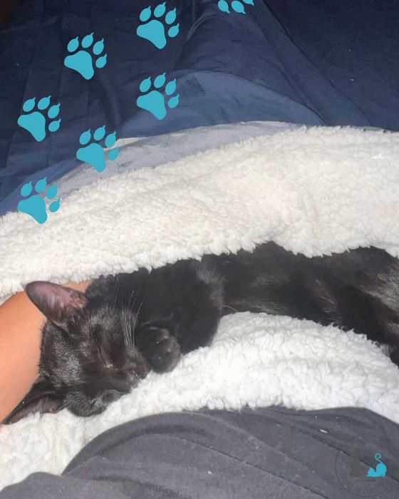 Arcádia, para adoção