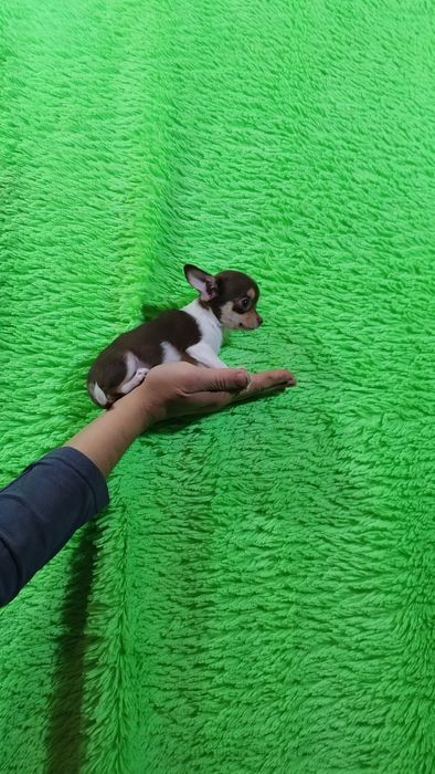 Сладкая булочка девЧишечка