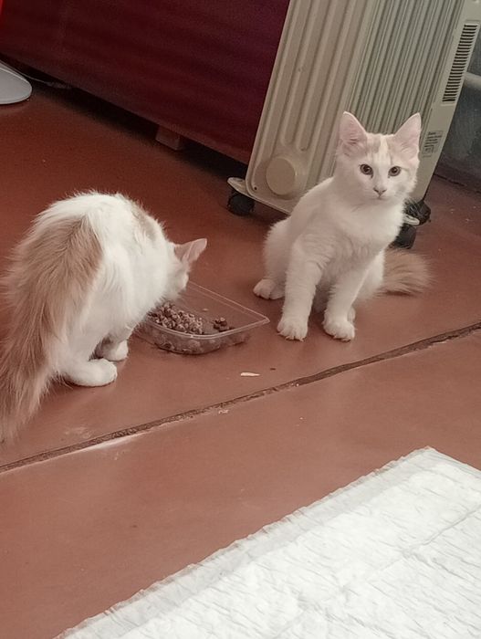 Котикам нужен дом срочно