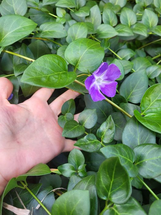 Барвінок великий Макулата Vinca major Maculata