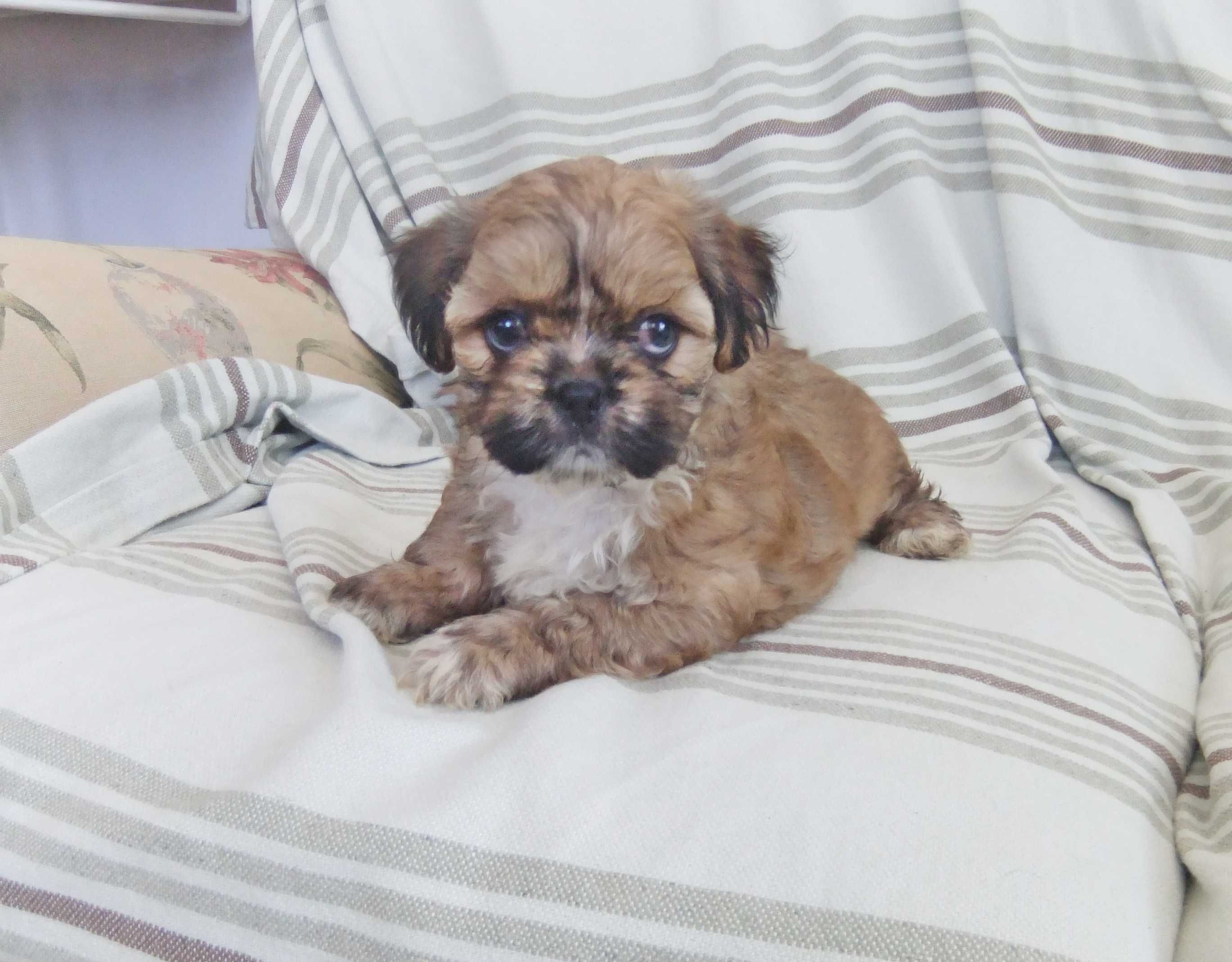 Cachorro shih-tzu excelentes exemplares