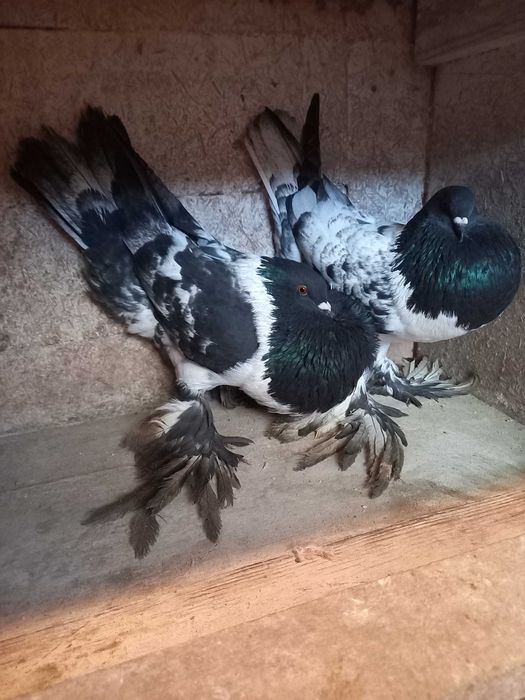 Garłacz, garłacze hanackie