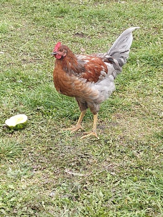 Молоді півні на продаж