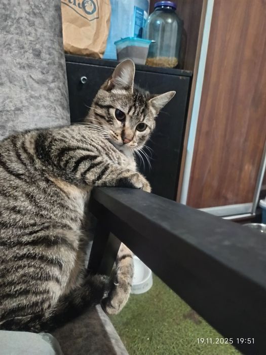 Тигровый молодой котик Шелдон бесплатно