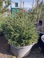 Świerk Kaukaski 'Picea Orientalis' wys. ok 80cm Donica 65l Choinka