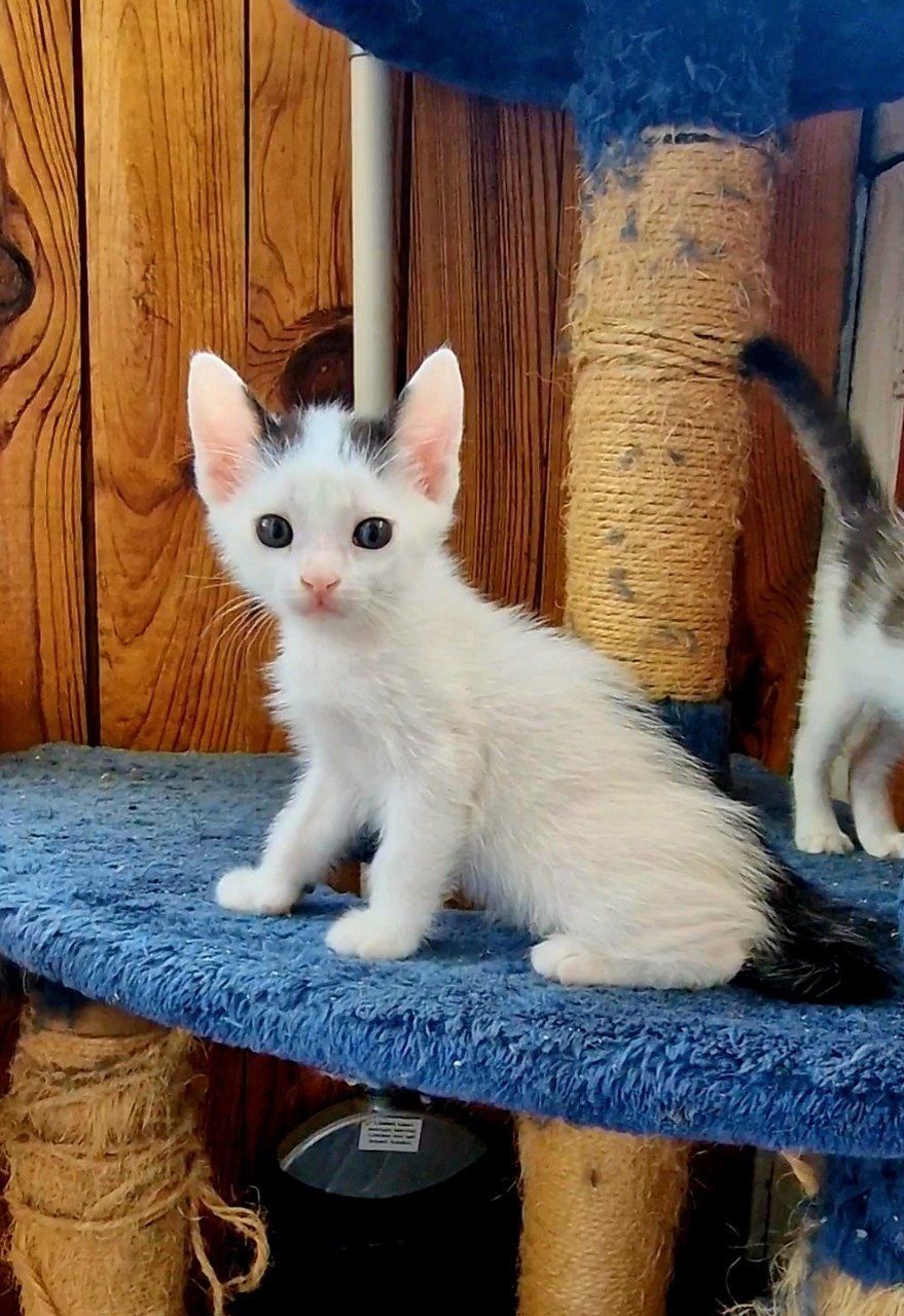 Харьков! Котёнок мальчик отдаётся ответственным хозяевам