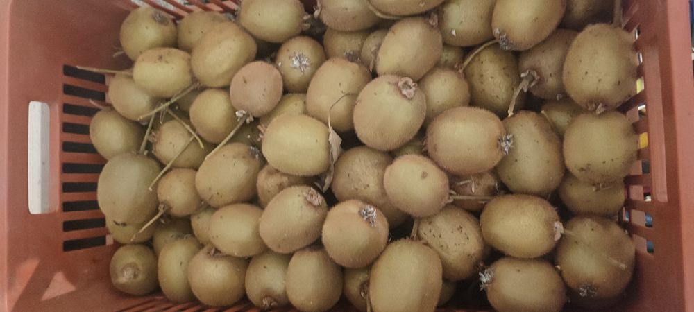 Vendo kiwi 1,5euros/kg