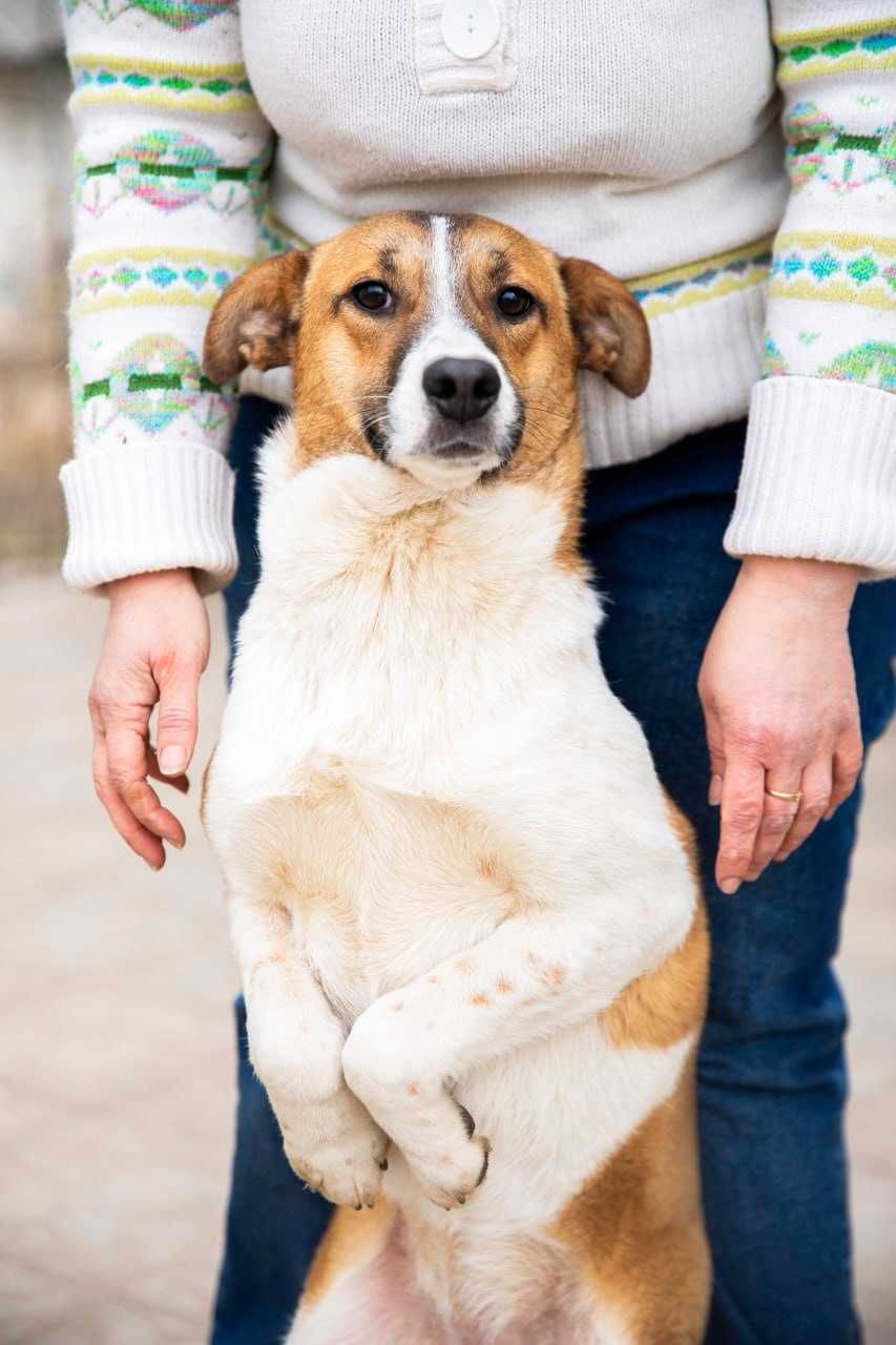 Собака шукає родину