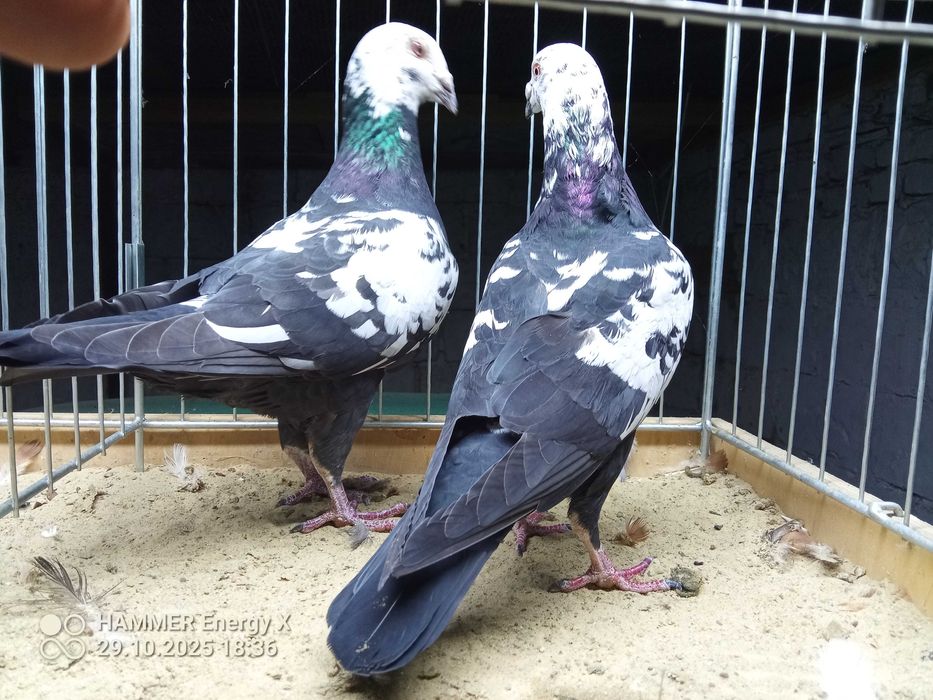 Sprzedam pocztowe tygrysy