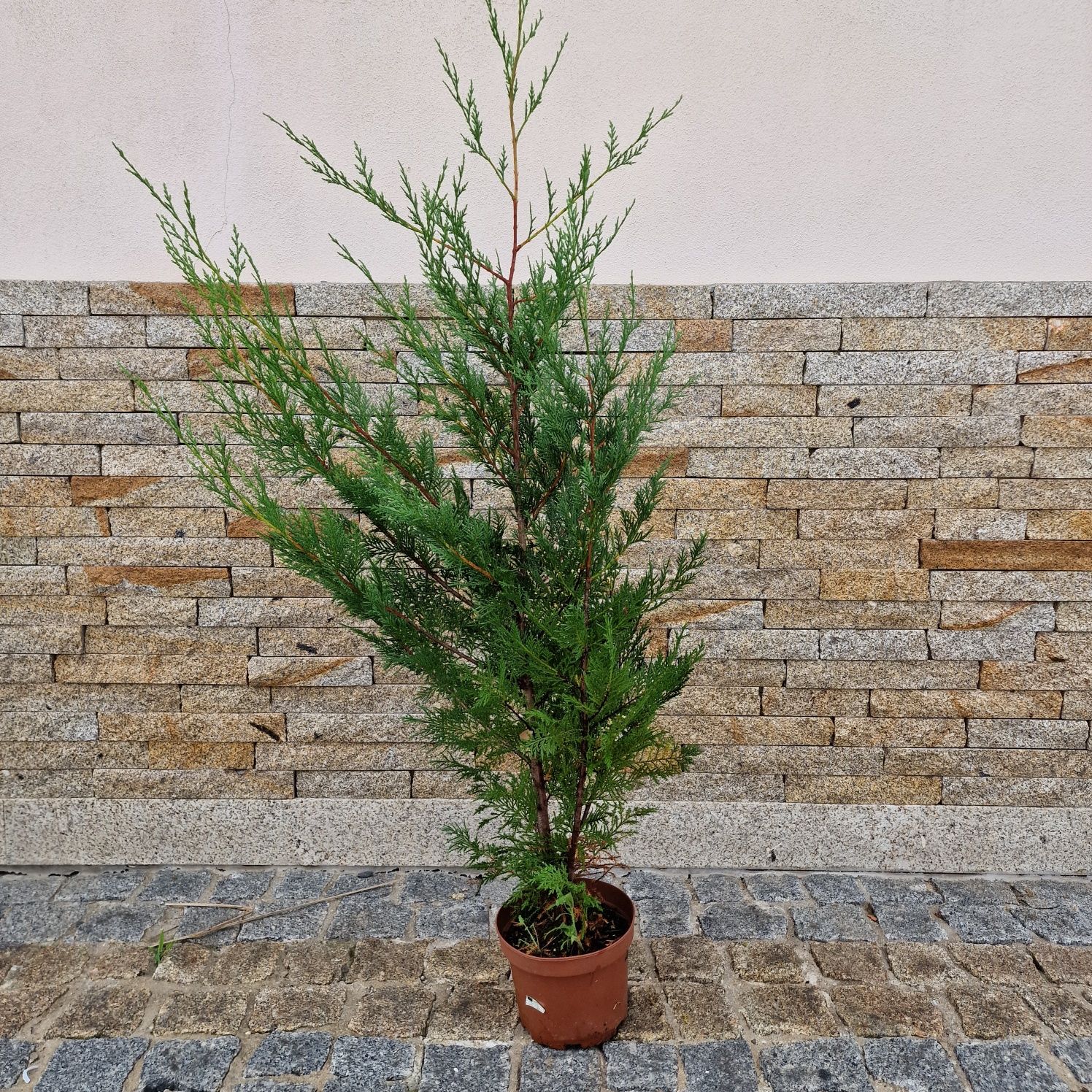Cupressus leylandii