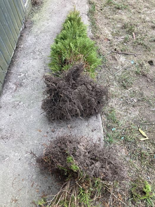 Tuja tuje szmaragd PROMOCJA TANIO