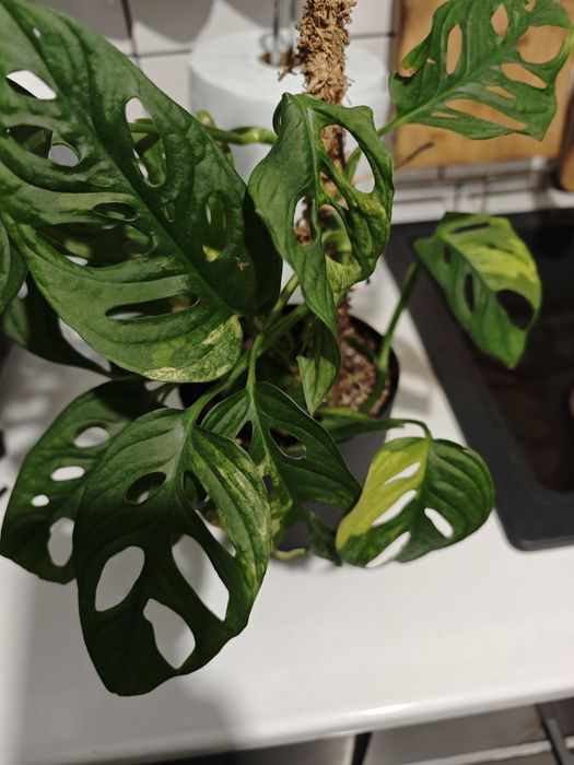 Monstera Adansonii Aurea gog pedowka