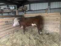 Sprzedam byk 100% hereford