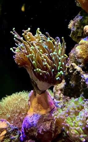 Euphyllia Glabrascens Dragon soul ,korale,morskie