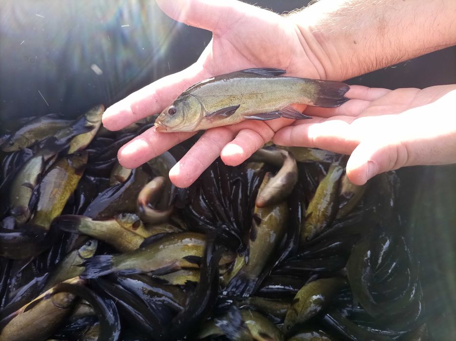 Lin kroczek  , amur karp Jesiotr węgorz