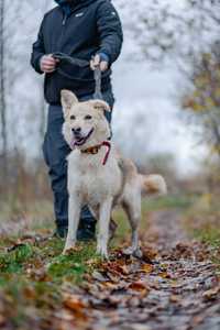 Śnieżka mix husky szuka domu