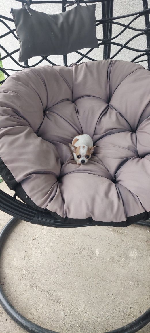 ZAREZERWOWANY !!! Chihuahua malutki piesek