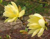 Magnolia, Magnolie Żółta - różne odmiany