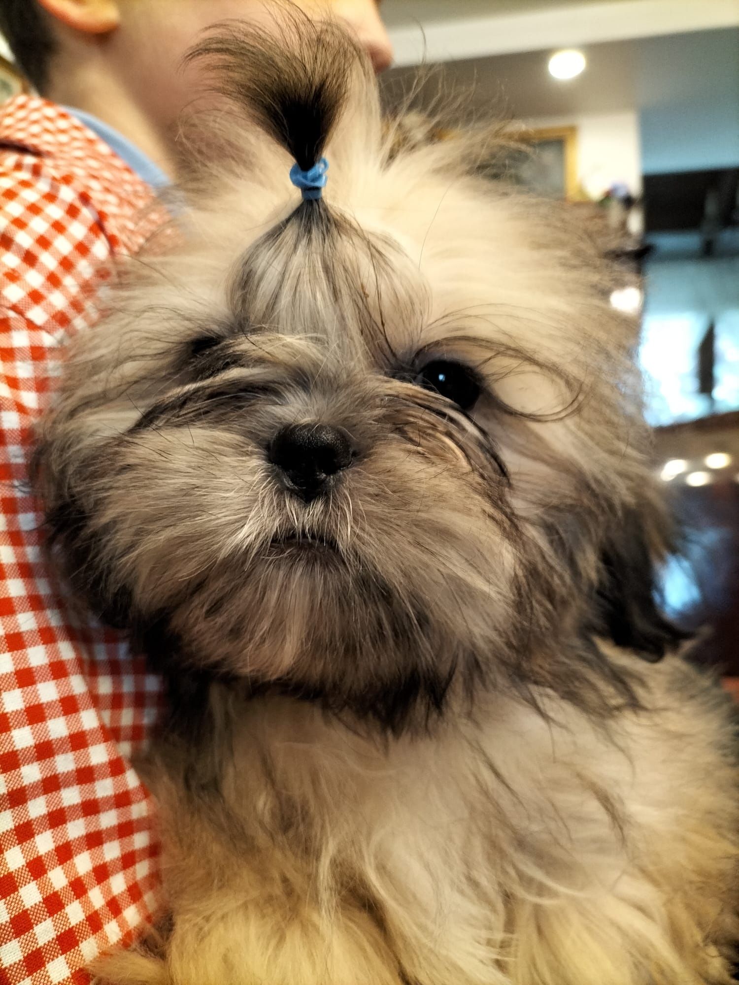 Chłopiec shih tzu