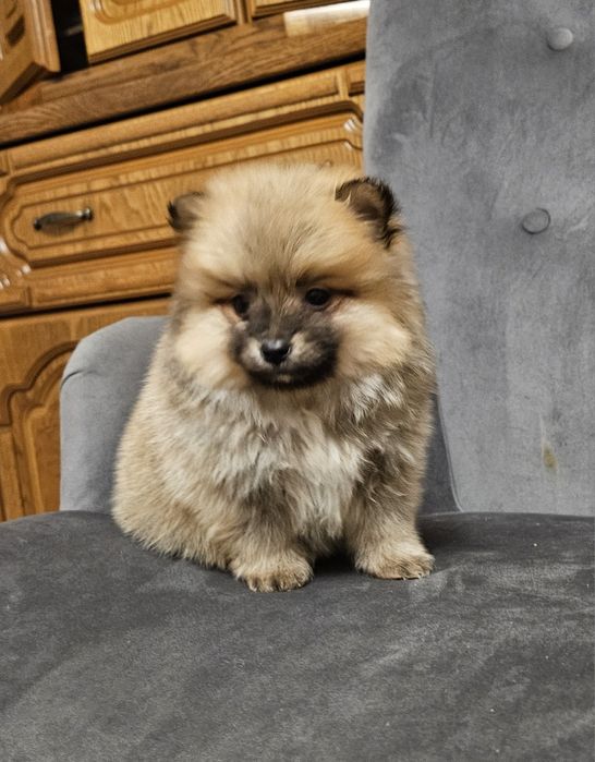 Szpic miniaturowy pomeranian suczka