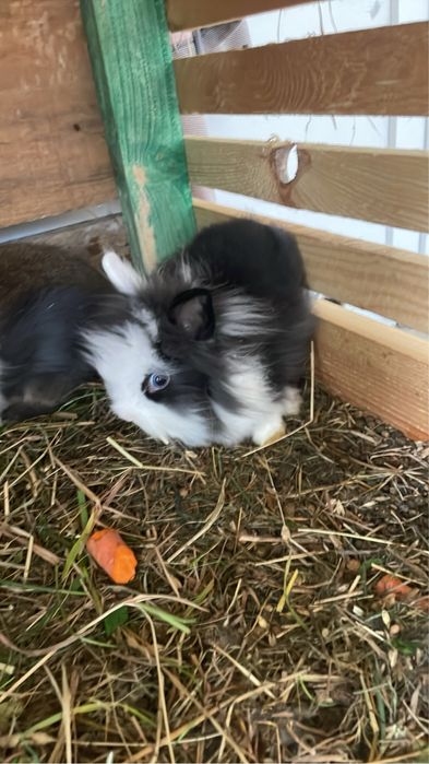 Sprzedam króliki 3 miesieczne miniaturki