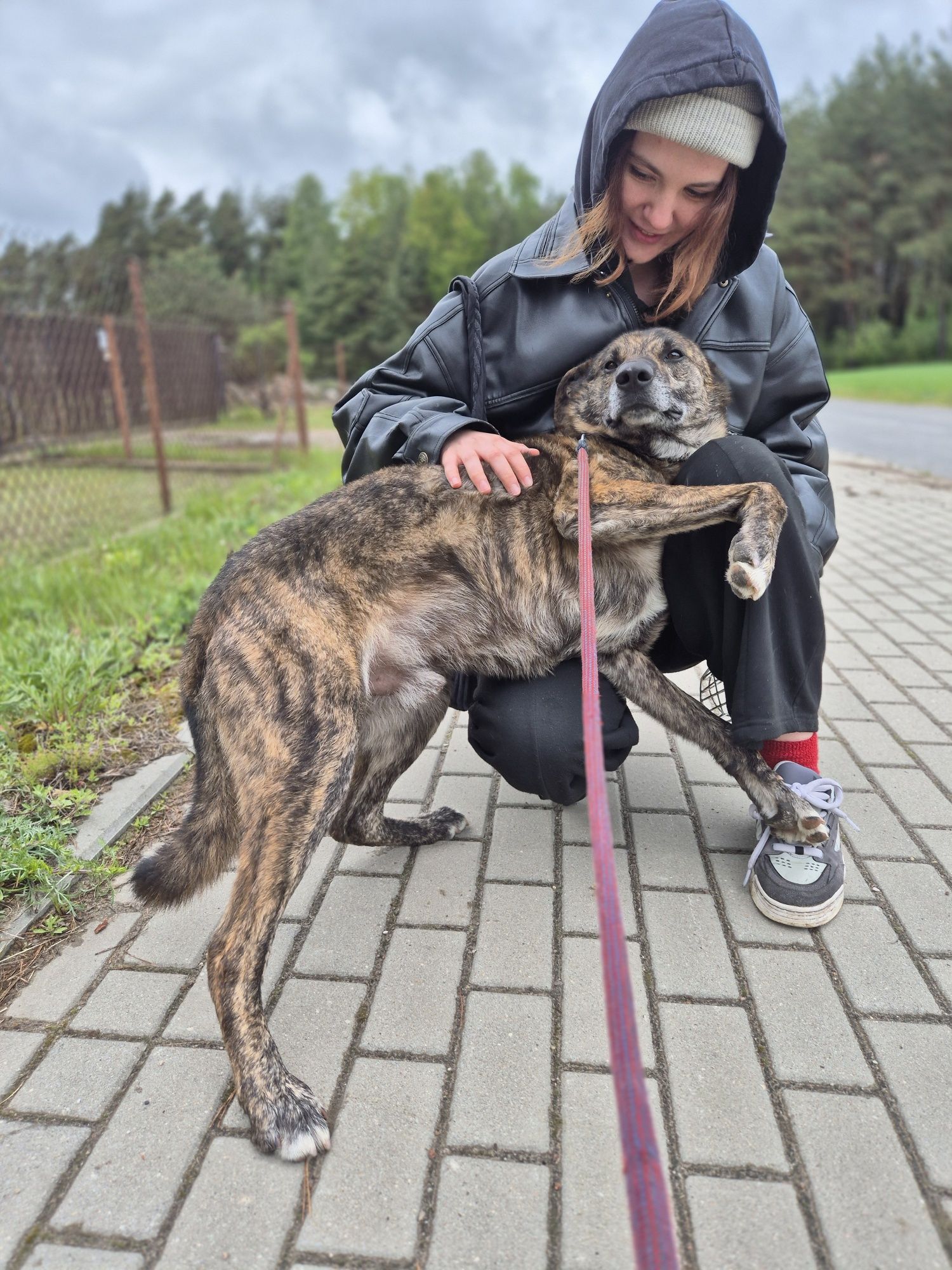 Pies w typie owczarka holenderskiego szuka domu