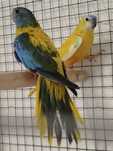 Lote de Aves-Caturras, Roseicollis, Bourkes, Turquoisines, Esplêndidos