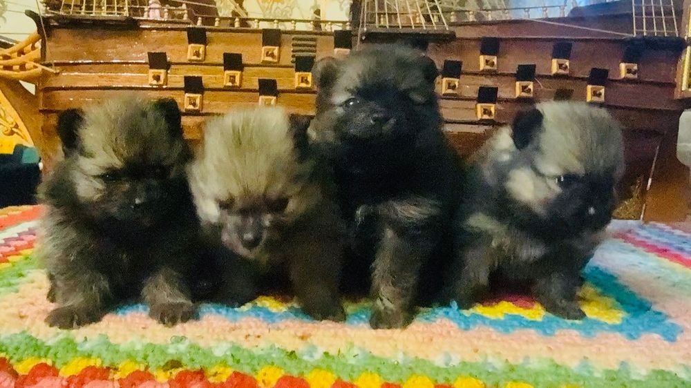 Продам померанського шпіца