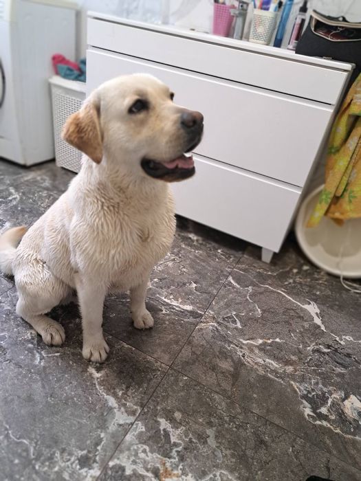 Лабрадор Ретрівер Палевий, в'язка. Шукає нівесту