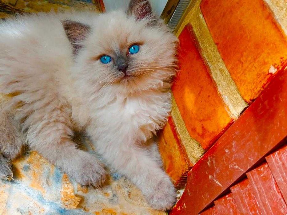 Ragdoll WCF/PZF.PROFESJONALNA hodowla, badania Genetyczne X..2025