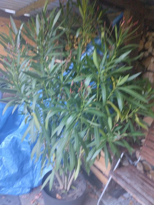 Różowy Oleander 150 cm