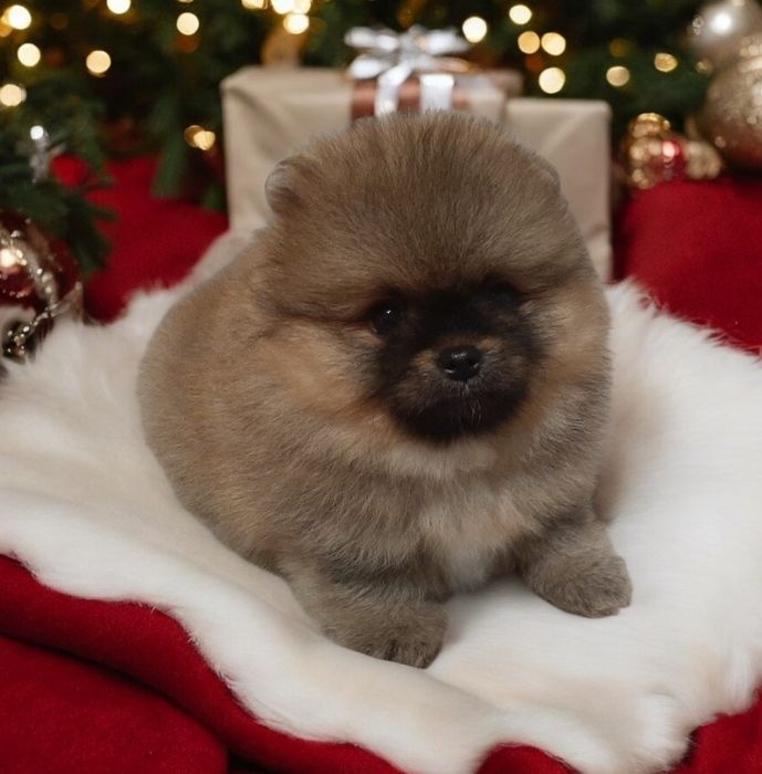 VIP мини мальчишка!