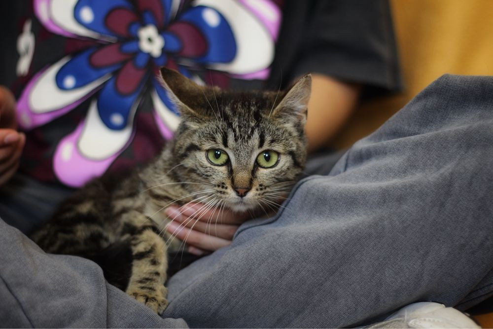 Kotka do adopcji