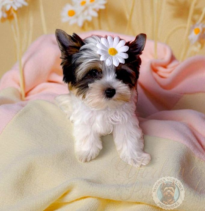 *Nie aktualne*Suczka mini xs Biewer Yorkshire Terrier