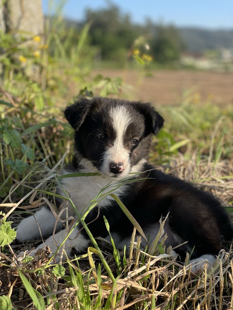 Border Collie fêmea