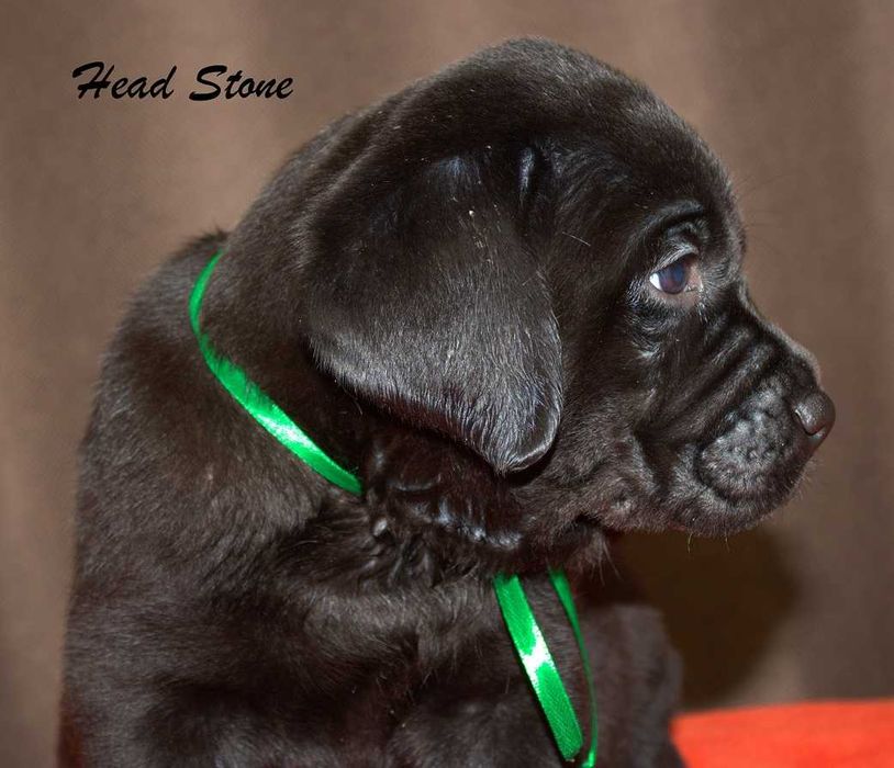 КСУ-FCI Лабрадор ретривер