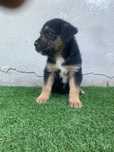 Puppies para doar 1 fêmea 1 macho