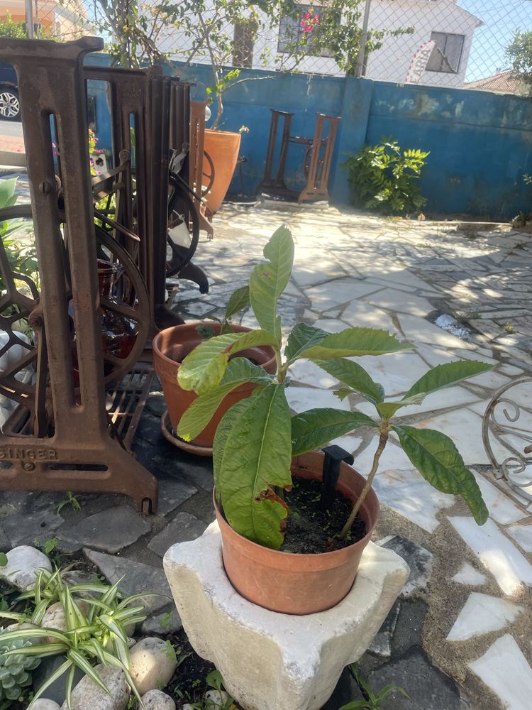 Pe de nesperas varios tamanhos