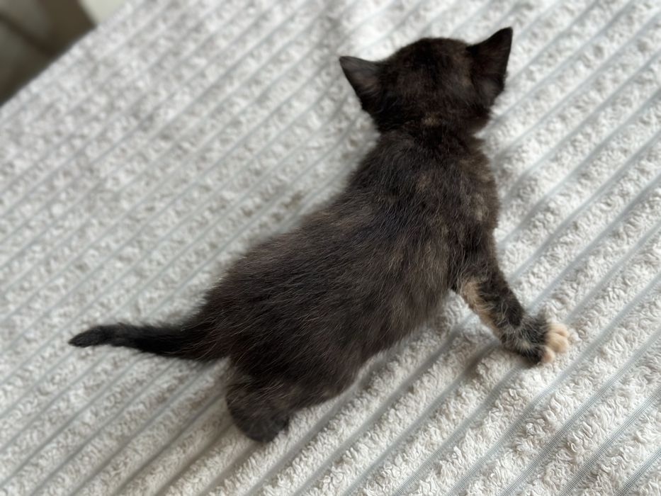 Кошеня котенок дівчинка