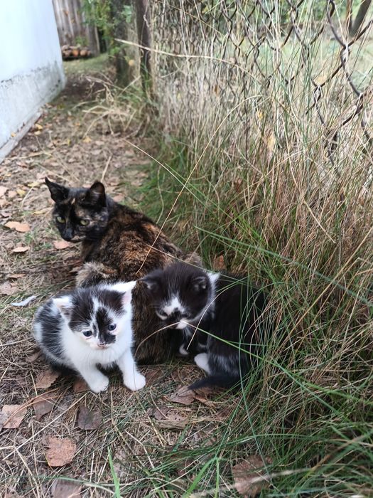 Młode kotki do adopcji