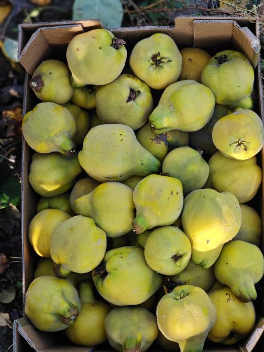 Pigwa gruszkowa z własnego ogrodu na soki nalewki galaretki