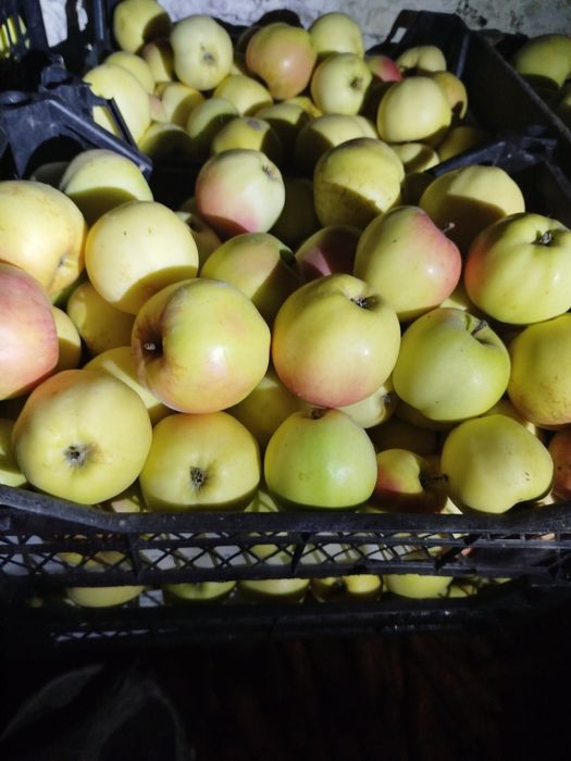 Продаю домашні яблука