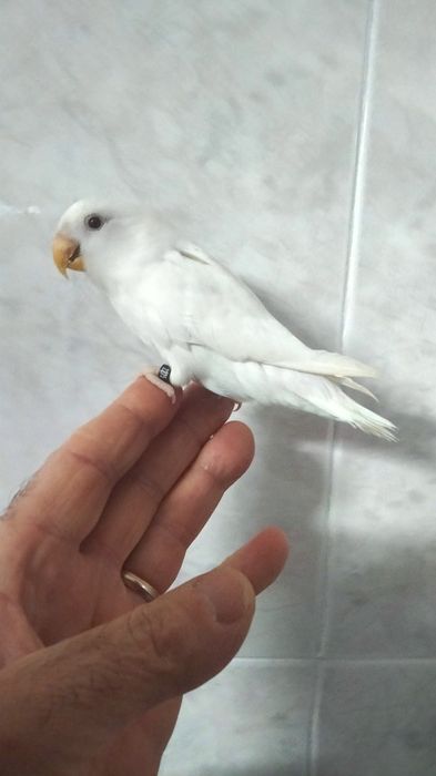 Agapornis e caturra  domésticados