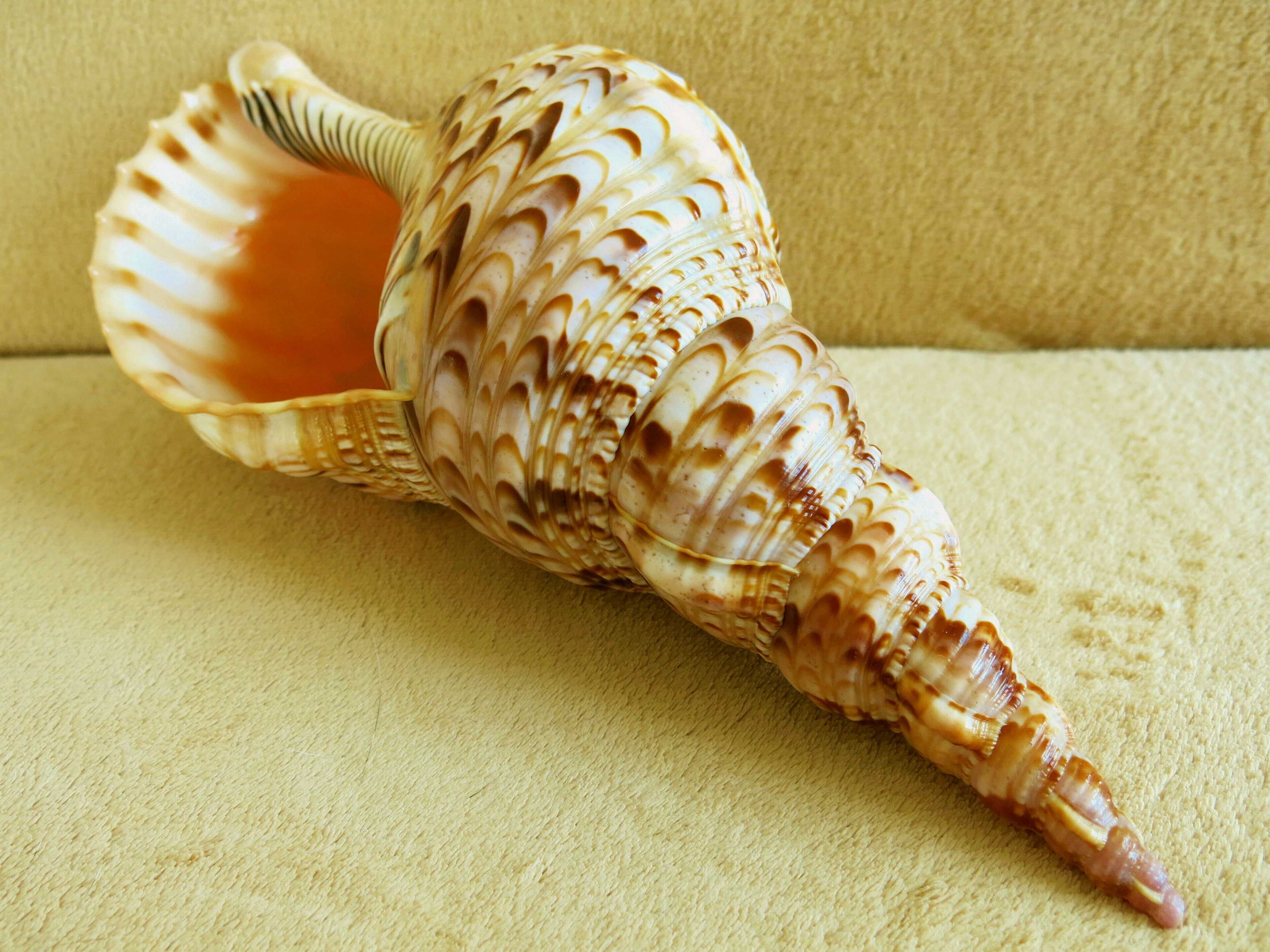 Duża muszla morska, tryton - Charonia tritonis / 299 mm