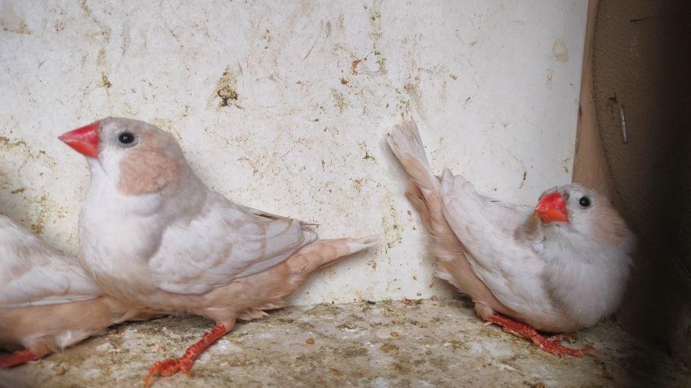 Zeberki rudopierśne,rude 2025