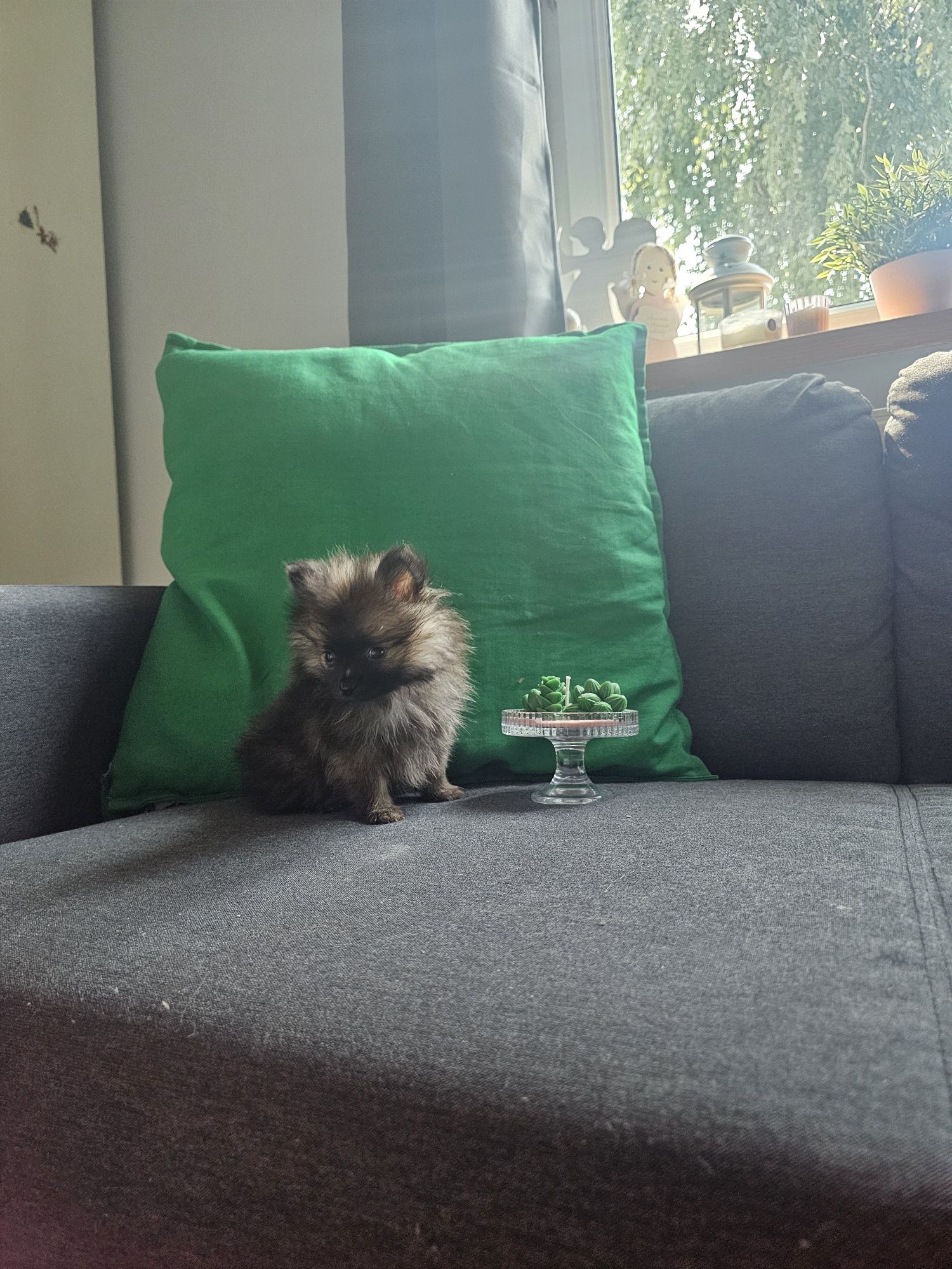 Szpic miniaturowy
