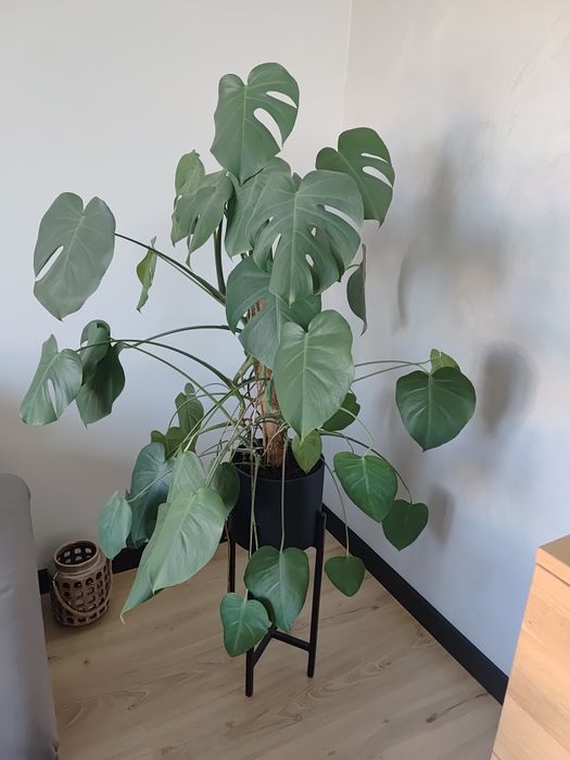Monstera kwiat 100cm