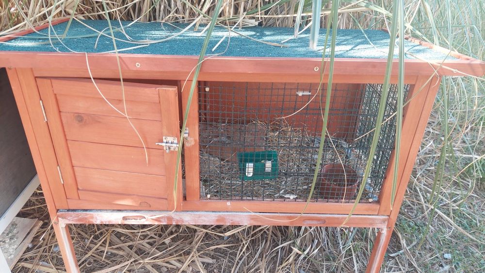 Coelheira usada para vender